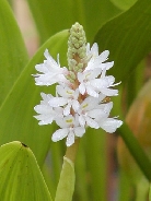 Понтедерия сердцевидная белая      Pontederia cordata alba