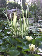 Аир обыкновенный пестролистный      Acorus calamus variegatus