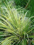 Аир злаковидный пестролистный        Acorus grammineus variegatus