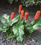 Аронник итальянский        Arum italicus