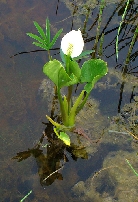Белокрыльник болотный     Calla palustris