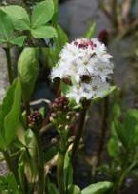 Вахта трехлистная      Menyanthes trifoliata