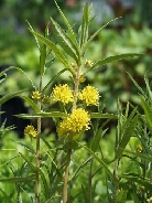Вербейник кистецветный    Lysimachia thrysiflora