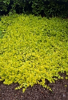 Вербейник монетчатый    Lysimachia nummilaria