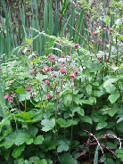 Гравилат речной     Geum rivale