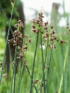 Камыш озерный     Scirpus lacustris