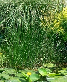 Камыш озерный  «Albescens»      Scirpus lacustris “Albescens”
