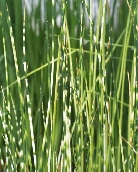 Камыш «Zebrinus»     Scirpus “Zebrinus”