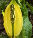 Лизихитон американский      Lisichiton americanum