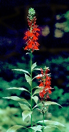 Лобелия пурпурная         Lobelia cardinalis