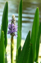 Понтедерия лазурная      Pontederia azurea