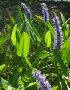 Понтедерия сердцевидная      Pontederia cordata