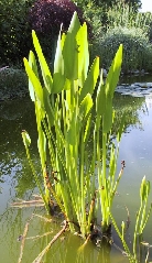 Понтедерия сердцевидная розовая     Pontederia cordata rosea