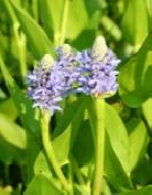 Понтедерия ланцетовидная      Pontederia lanceolata