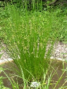 Ситник развесистый        Juncus effuscus