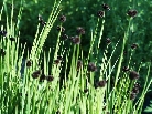 Ситник мечелистный        Juncus ensifolius