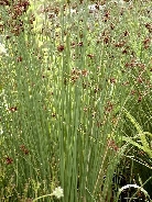 Ситник глянцевый        Juncus inflexus