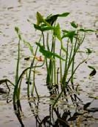 Стрелолист японский «Flora pleno»     Sagittaria japonica flora pleno