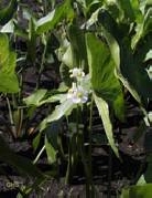 Стрелолист широколистный     Sagittaria latifolia