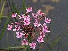 Сусак зонтичный         Butomus umbellatum