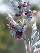 Сусак зонтичный «schneeweisschen»      Butomus umbellatum “schneeweisschen”