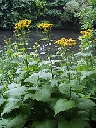 Телекия выдающаяся      Telekia speciosa