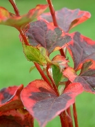 Хауттюния сердцевидная       Houttunia cordata Chamaeleon